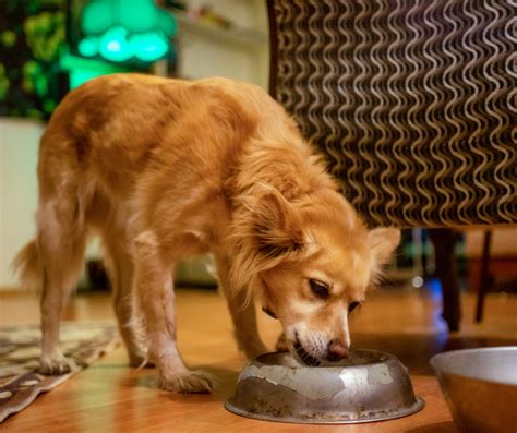 Porque Los Perros No Pueden Comer Carne