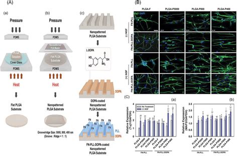 The Influence Of Nanoscale Grooved Poly Lacticcoglycolic Acid PLGA