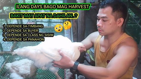 ILANG DAYS BA DAPAT ANG BROILER CHICKEN BAGO NATIN IHARVEST BAKIT MAY