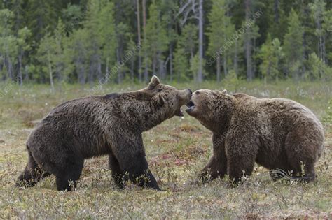 Two male European brown bears fighting in forest clearing - Stock Image ...