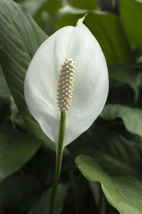 Lirio De Paz Spathiphyllum Clevelandii Foto De Archivo Imagen De