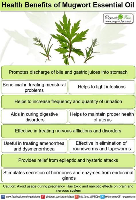 The Health Benefits Of Mugwort Essential Oil Can Be Attributed To Its