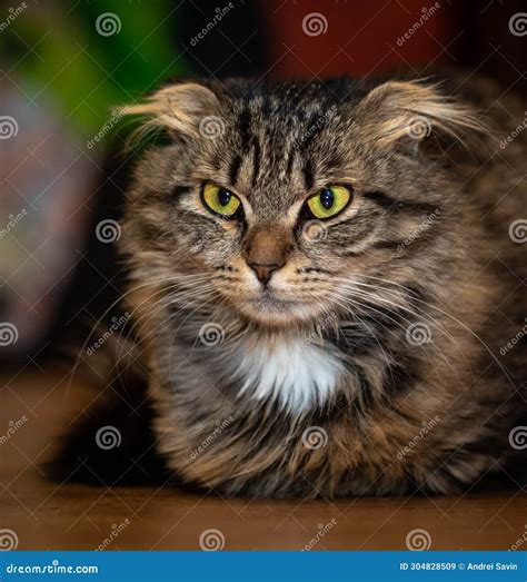 cats with ears down 7