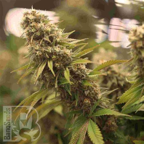 Feminised Ganja Seeds Bangseeds