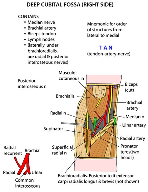 Antecubital Fossa