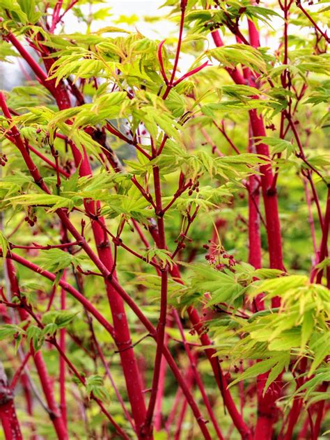 Acer Palmatum Sango Kaku Japanese Maple