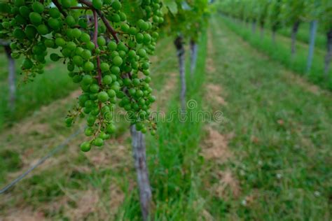 Green Grapes In Summer At A Vine Stock Photo Image Of Vineyard