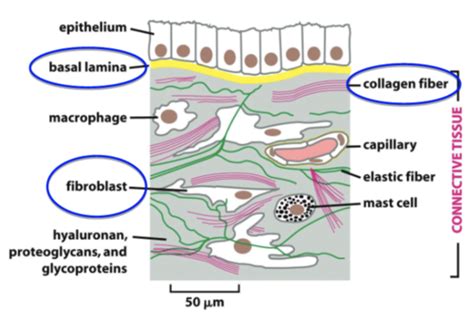 Cell Matrix Adhesion Flashcards Quizlet