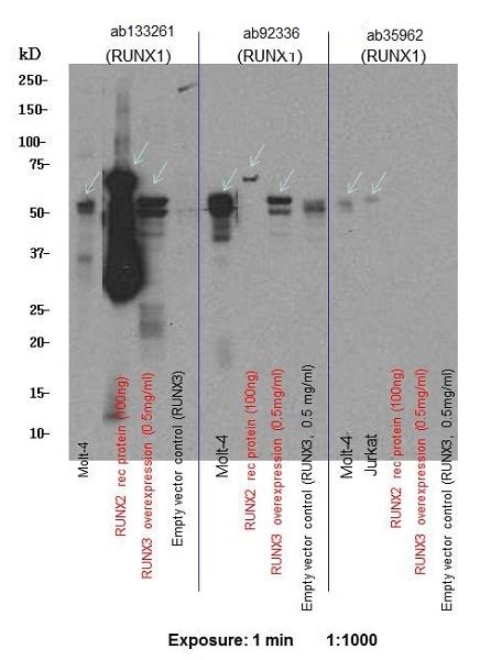 Anti Runx1 Aml1 Runx3 Runx2 抗体 [epr3098] Ab133261