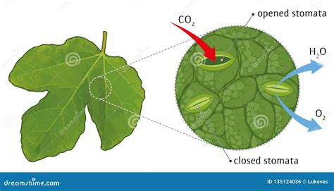 Leaf Diagram Stomata Janeyeirini