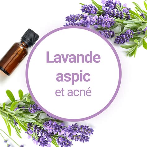 Lhuile Essentielle De Lavande Aspic Contre Les Boutons Dacn