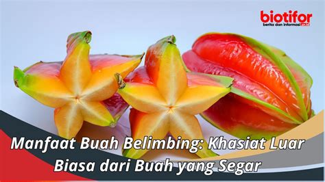 Manfaat Buah Belimbing Khasiat Luar Biasa Dari Buah Yang Segar