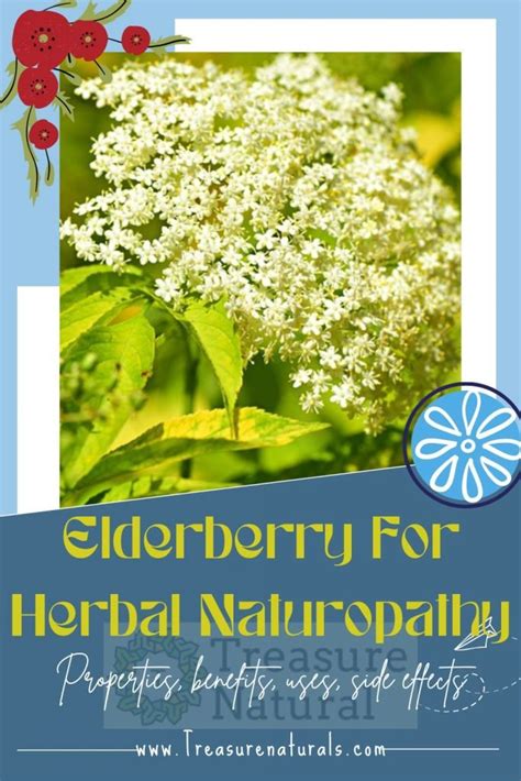 Elderberry For Herbal Naturopathy Properties Benefits Uses Side