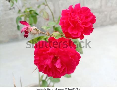 Different Stages Beautiful Rose Plant Stock Photo 2216703085 | Shutterstock