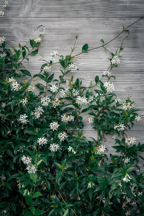 Trachelospermum Chinese Star Jasmine Star Jjsmine Climber