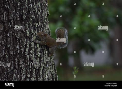 Squirrel Oak Tree High Resolution Stock Photography And Images Alamy