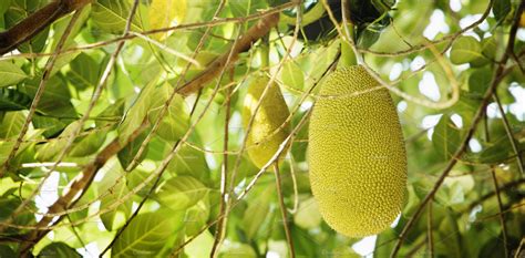 Young Jackfruit, Jack Tree. Tropical Fruit and Commonly Used in | Food ...