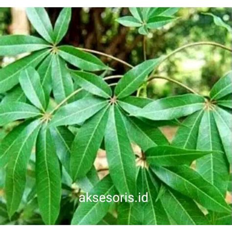 Jual daun randu/pohon kapuk | Shopee Indonesia