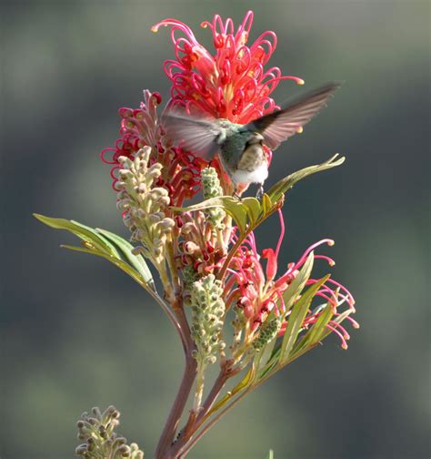 A Passion for Flowers: Incredible Hummingbirds