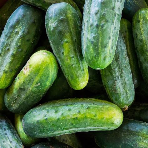 Seeds for National Pickling Cucumber | Cucumis sativus | Amkha Seed