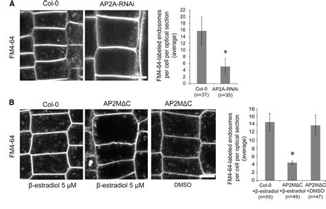 Figure From The Clathrin Adaptor Complex Ap Mediates Endocytosis Of