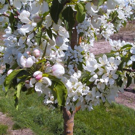 Spring Snow Flowering Crabapple Malus X Spring Snow” 10 Gal Golden