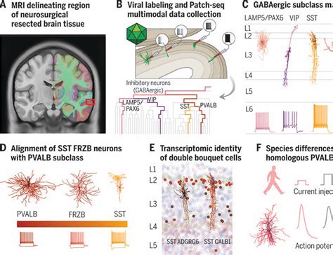 Signature Morphoelectric Properties Of Diverse Gabaergic Interneurons