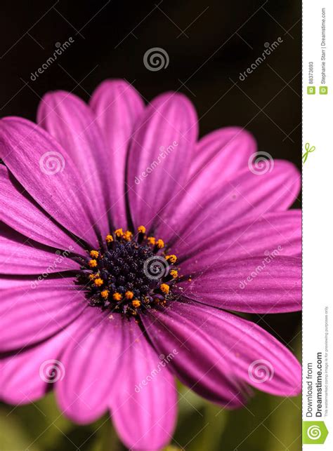 Macro De Los Ecklonis De Osteospermum De La Margarita Africana Imagen