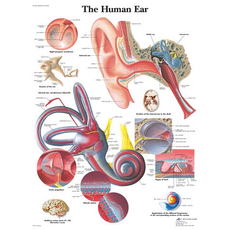 3b Scientific Human Ear Chart