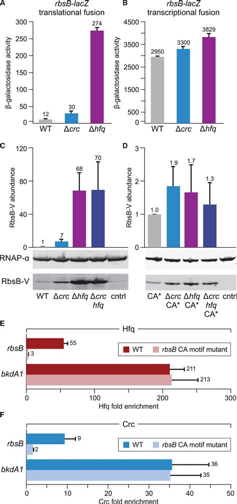 Rbsb Is Subject To Control By Hfq And Crc A Galactosidase Activity