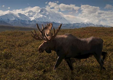 Visit Denali National Park On A Trip To Alaska Audley Travel