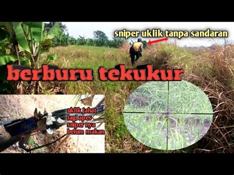 Berburu Tekukur Di Spot Andalan Bareng Sniper Uklik YouTube