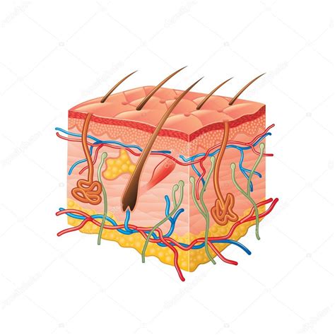 Human skin anatomy isolated on white vector Stock Vector Image by ...