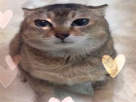 Mei Cat 🫐 Cat Memes Ugly Cat Cute Cats