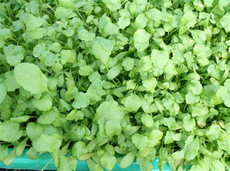 Broad Leaf Garden Cress Restoration Seeds