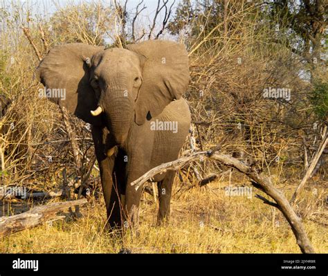 An African Elephant Isolated In The Okavango Delta In Botswana Stock