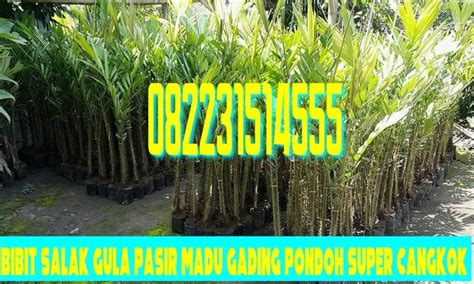 Jual Bibit Salak Gula Pasir Madu Gading Pondoh Super Cangkok Bukan Biji