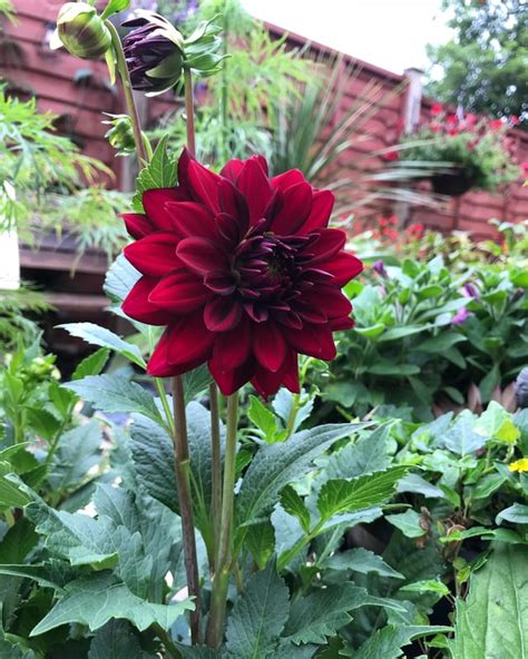 First Dahlia Of The Year To Open Arabian Night Rgardening