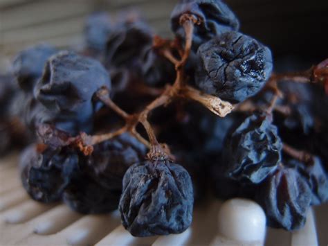 Partially Dried Grapes Of The Corvina Valpolicella Amarone Recioto