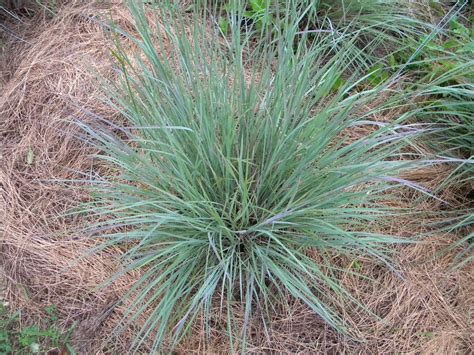 Organic Native Plant Little Bluestem Plants And Seedlings