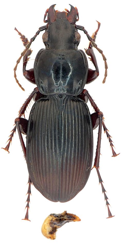 R F Insecta Coleoptera Carabidae Pterostichus Steropus