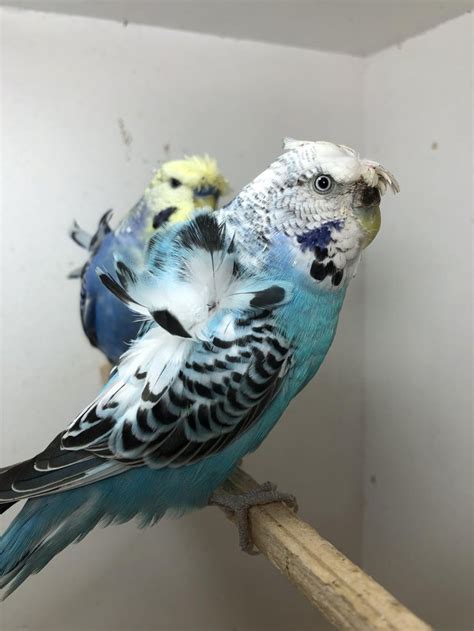 one pair Helicopter budgies for sale – Online Bird Auctions