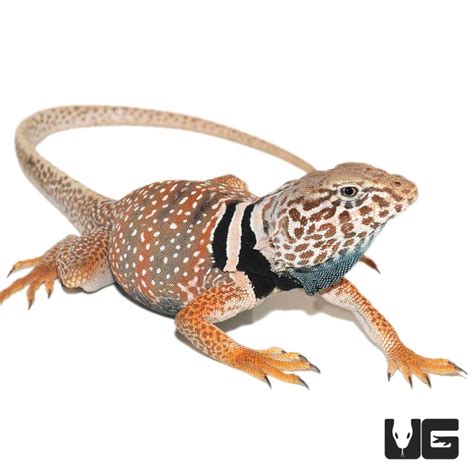 Desert Collared Lizards For Sale Underground Reptiles