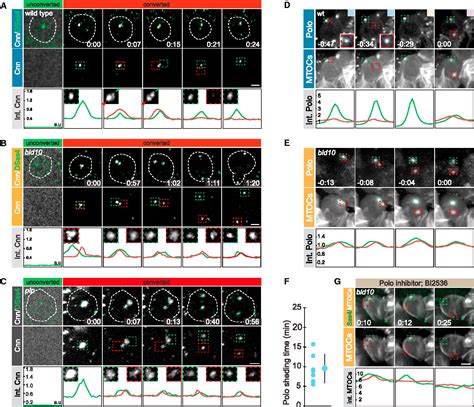 Figure 1 From The Centriolar Protein Bld10cep135 Is Required To