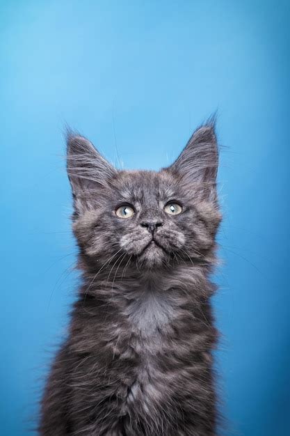 Gatito De Maine Coon En Un Retrato De Gato De Fondo Azul En Estudio