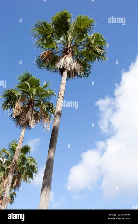 The View Of Tall Palm Trees In Tampa Downtown And A Sky In A Background