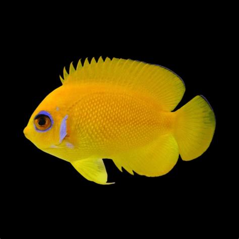 Lemon Peel Angelfish Angelfish Geemarine
