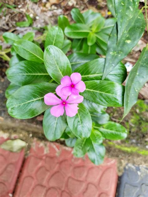 Vinca Rosea Plant Stock Photo Image Of Home Vinca