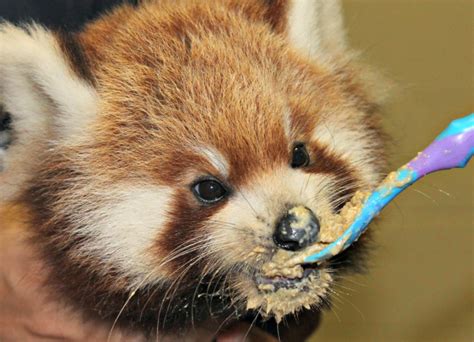 Feeding Time for Red Panda Cubs - ZooBorns