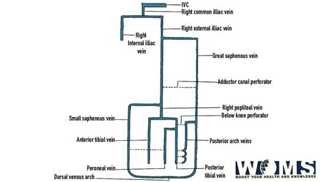 Femoral Vein Anatomy Tributaries And 3 Clinical Significance Woms